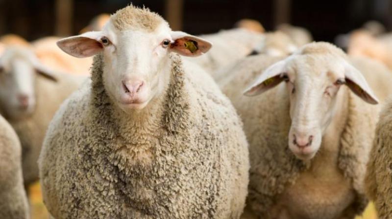 Animal Husbandry Also Benefits Farmers