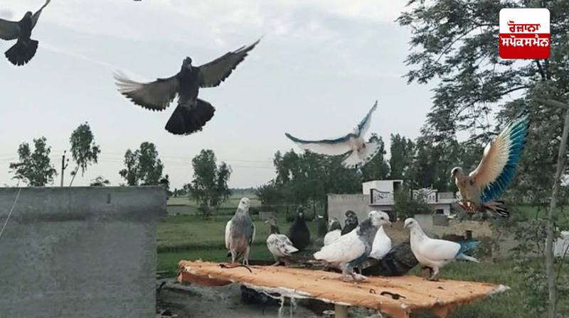 Punjab pigeon racing news in punjabi 