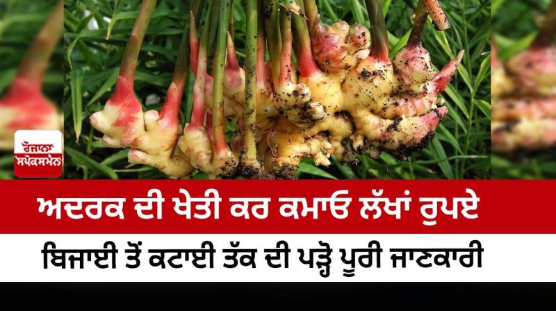  Earn lakhs of rupees by farming ginger