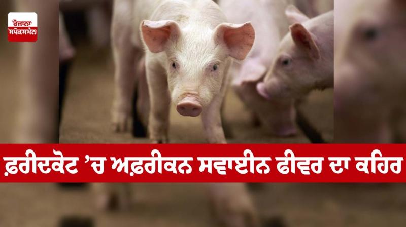 Fury of African swine fever in Faridkot