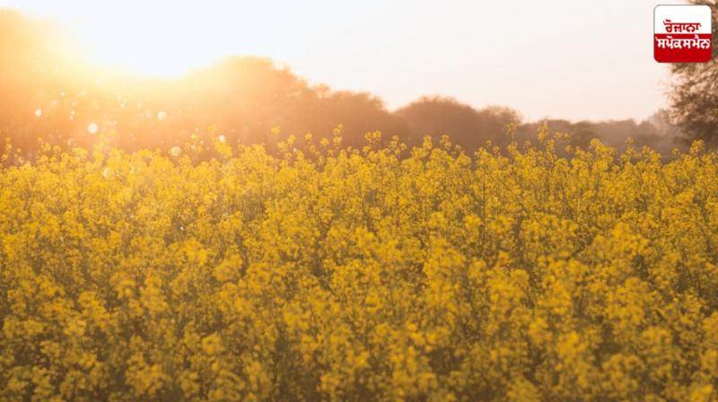 Punjab Weather Update