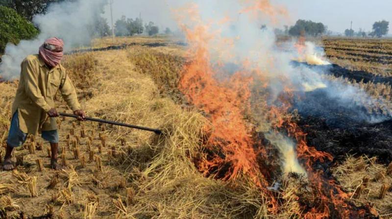stubble burning (representative pic)