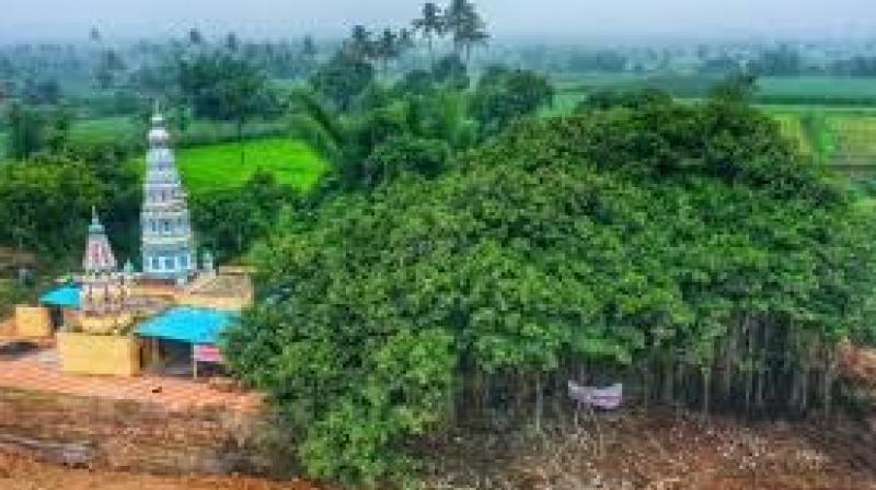 The 400-year-old tree was to be chopped for the Ratnagiri-Solapur highway project