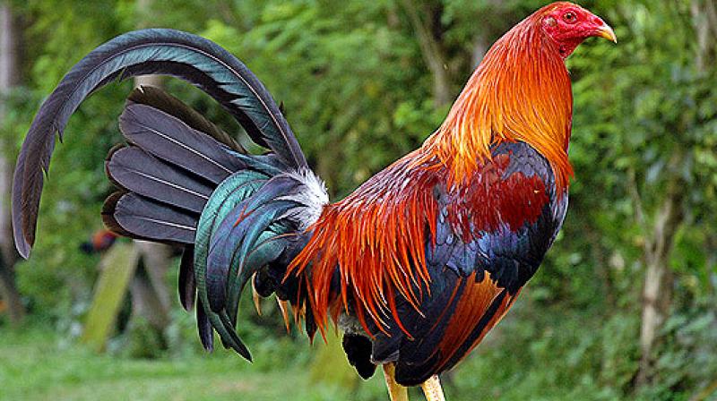 Roosters loud crowing triggers legal battle between neighbors in france