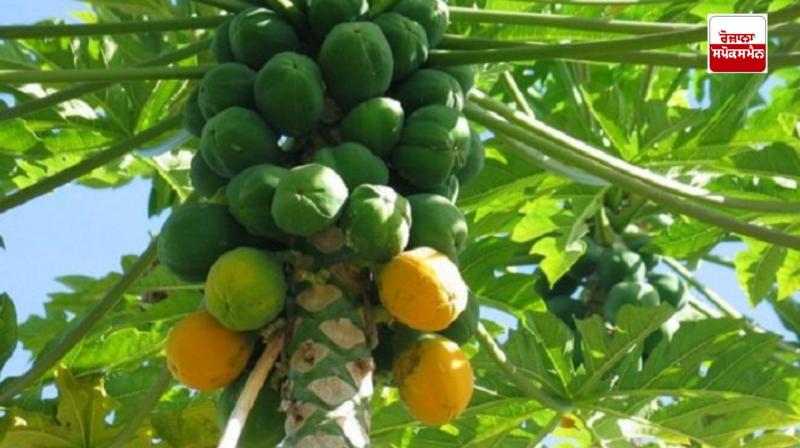 If you want to get rid of skin diseases, use raw papaya milk