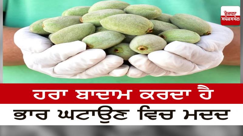 Green almonds help in weight loss