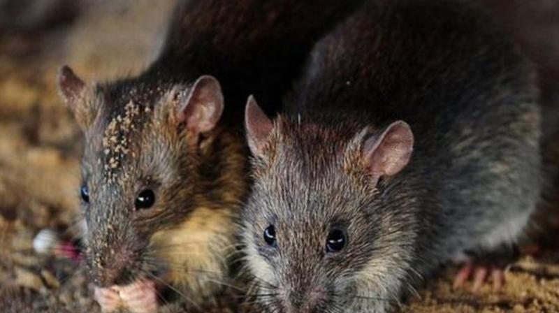 Madhya Pradesh News: cops ‘imprison’ rat for drinking seized liquor