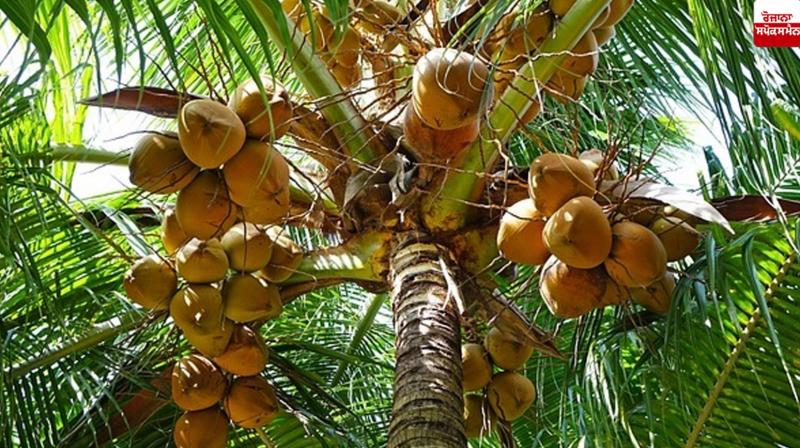 India leads the world in planting coconut groves