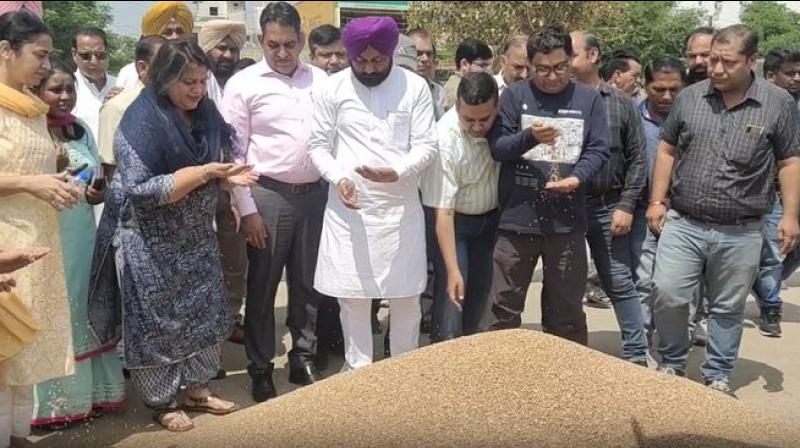 Purchase of wheat started in Rajpura