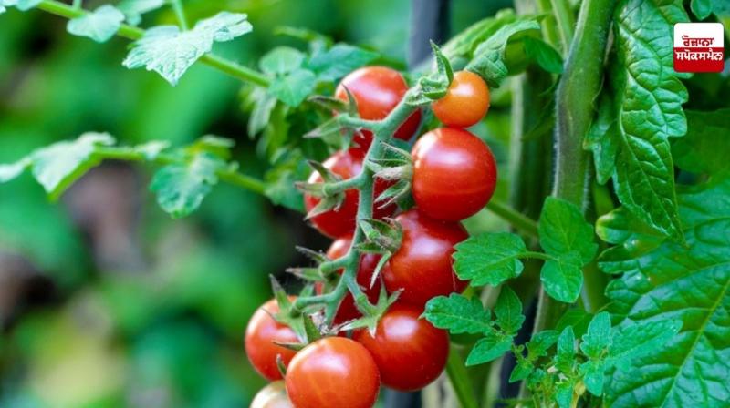 ਕਿਵੇਂ ਕਰੀਏ ਘਰ ’ਚ ਟਮਾਟਰ ਦੀ ਖੇਤੀ, ਆਓ ਜਾਣਦੇ ਹਾਂ ਟਮਾਟਰ ਉਗਾਉਣ ਦੀ ਤਰੀਕੇ 