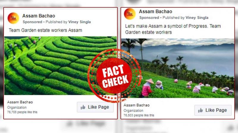 Congress Shares Photos From Taiwan Tea Garden As Assam