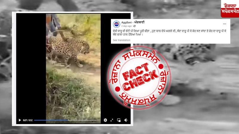 Fact Check Video of ill cheetah viral with fake claim