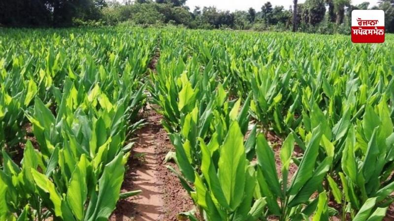 Turmeric Farming