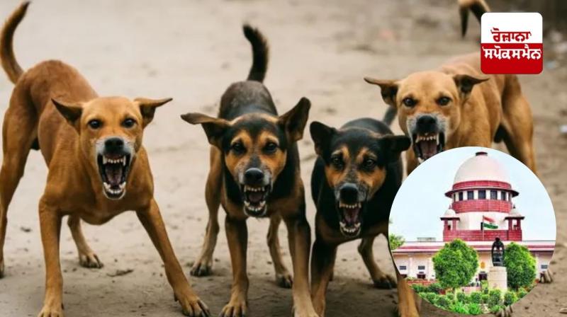 Supreme Court takes strict action against stray dog ​​slaughter