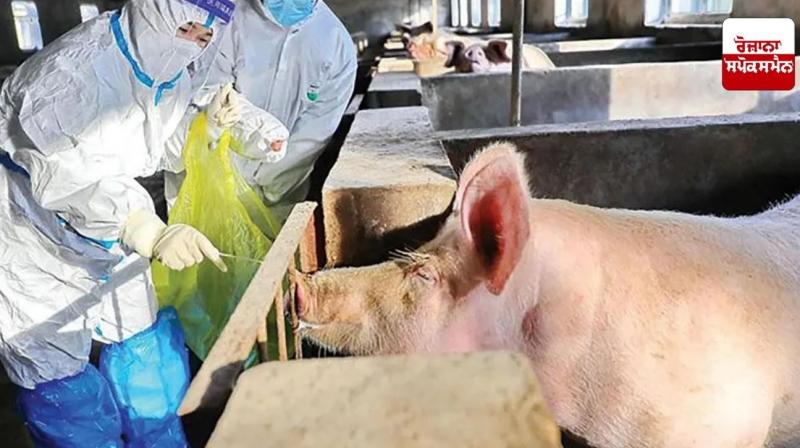 African swine flu threat in Himachal Pradesh, ban on buying and selling of pigs
