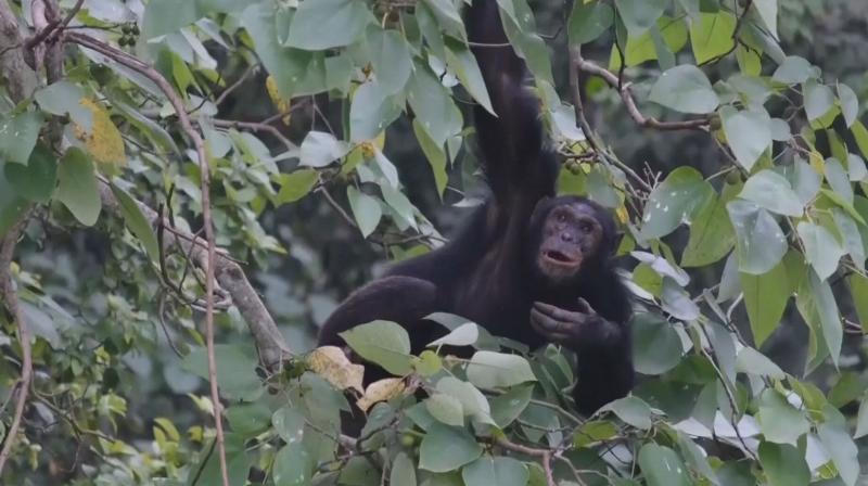 Chimpanzees seek out medicinal plants to heal their injuries: Study