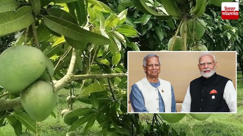 Bangladesh sends 1000 kg mangoes to PM Narendra Modi News