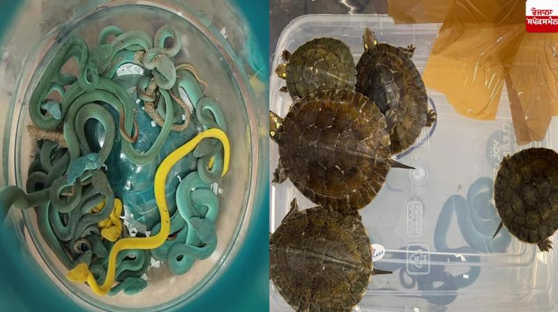 Passenger caught with 48 poisonous snakes at Mumbai airport