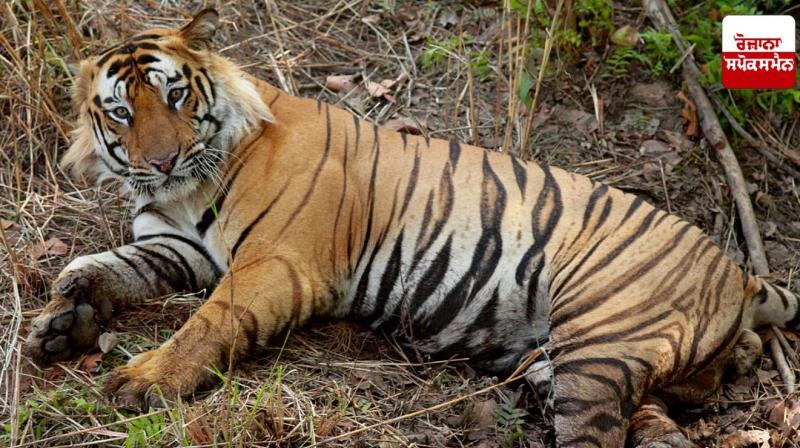 Three tigers found dead in Wayanad, Forest Department orders investigation