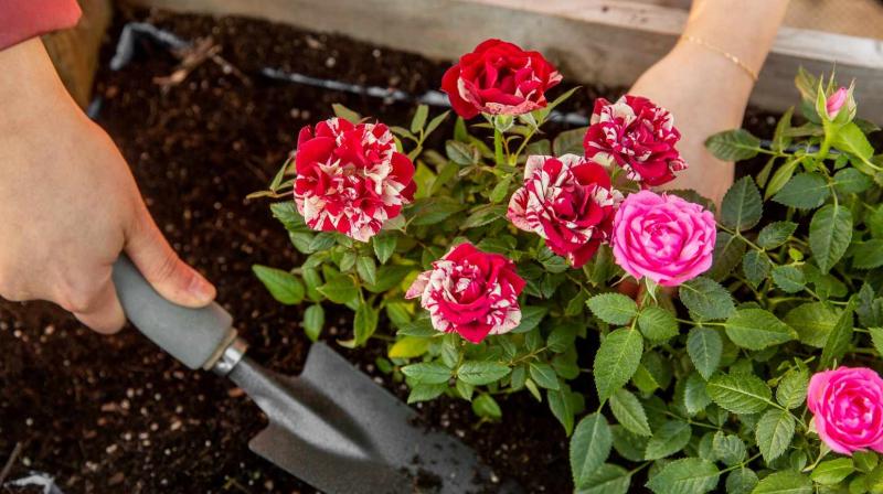 Well-drained loamy soil is suitable for rose cultivation