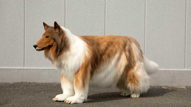  Man-made dog costs Rs 12 lakh in Japan