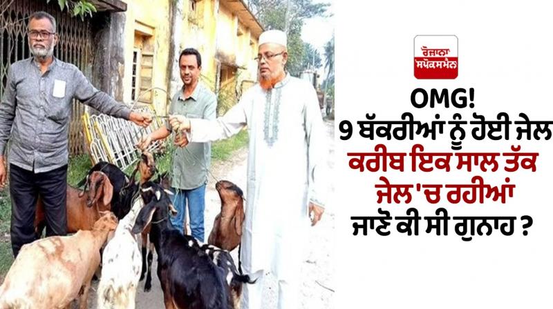 Ajab Gazab News: 9 Goats sent to jail for over 1 year