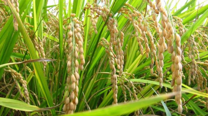 Basmati cultivation record broken for the third time in 25 years