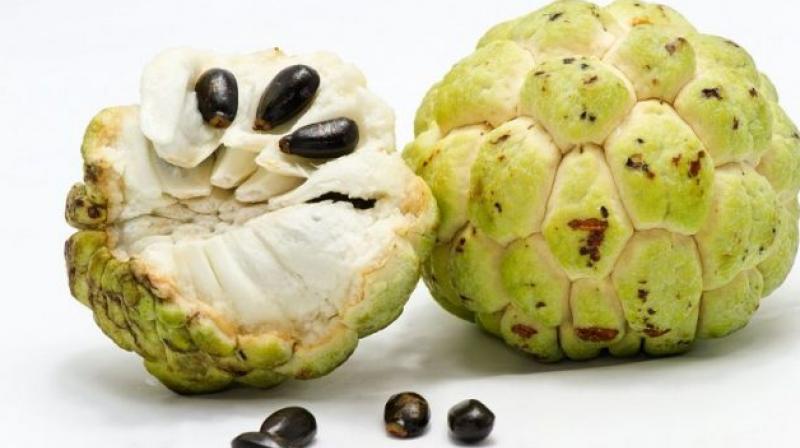 Ramphal is very beneficial for health