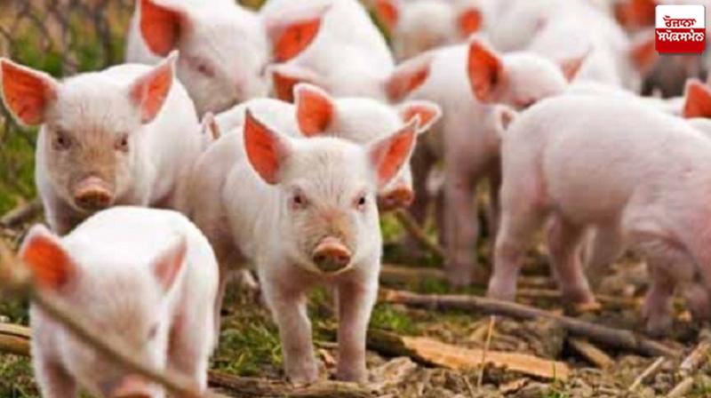 African swine flu hits Patiala news in punjabi