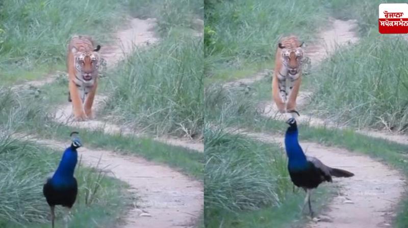 National Animal and Bird Seen Together15: