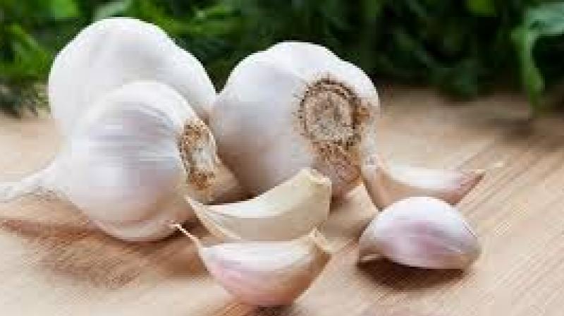 Garlic