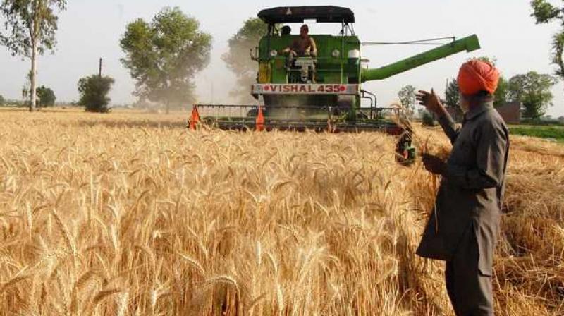 Wheat harvesting