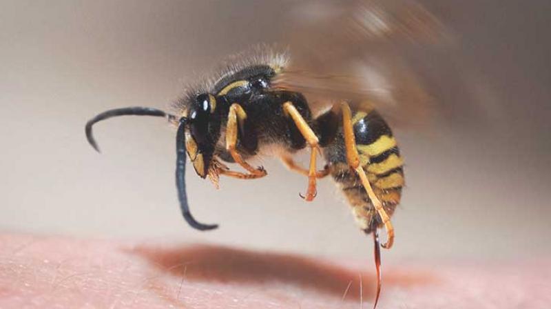 Man dies due to wasp sting