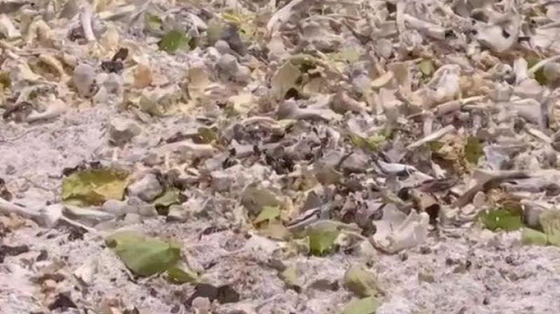 Human Skeleton Remains Found Behind Muzaffarpur Hospital