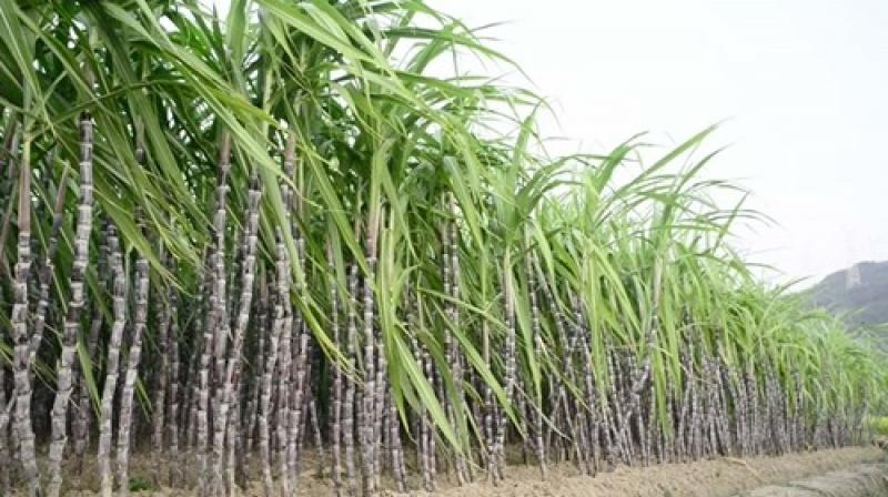 Major pests of sugarcane crop and preventive measures Farming News