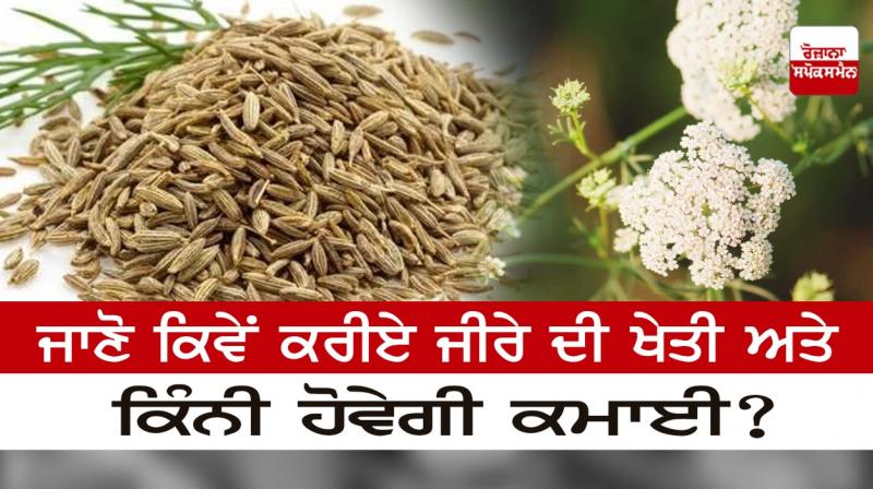 Cumin Crop Cultivation