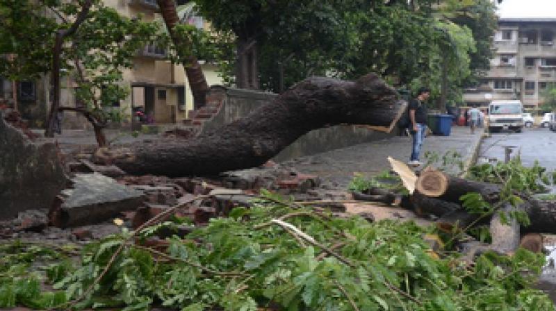 Tree fallen on youth, Instant death 