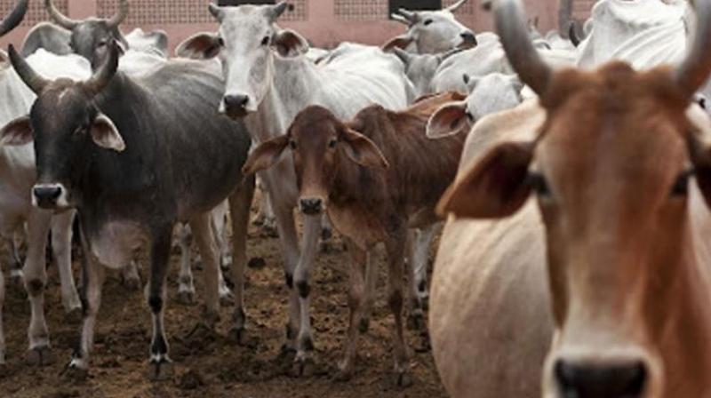 PGSC Chairman submits memorandum to Governor for declaring cow as National Animal
