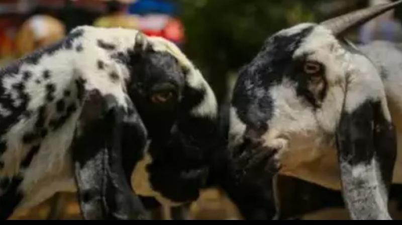 Thieves stole caged goat to catch Guldar