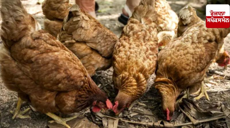 Bird flu confirmed in poultry center of Raigad district of Chhattisgarh