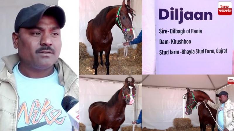 This beautiful horse is a piece of our heart, that's why it was named 'Diljaan': Nadeem Sheikh