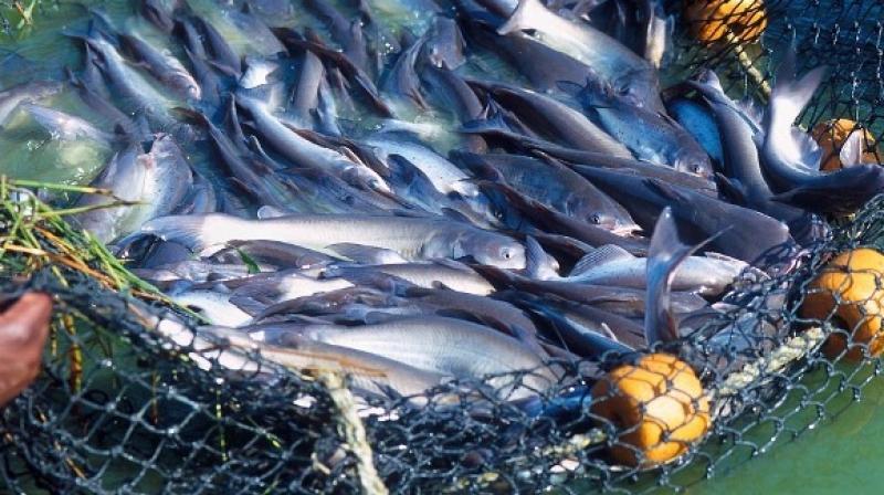 Punjab government plans to increase the area under fish farming to 20 thousand hectares