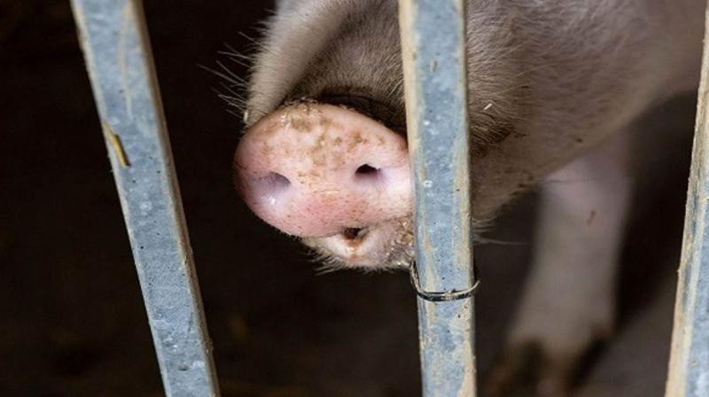 Alert issued for African swine fever in Kerala!