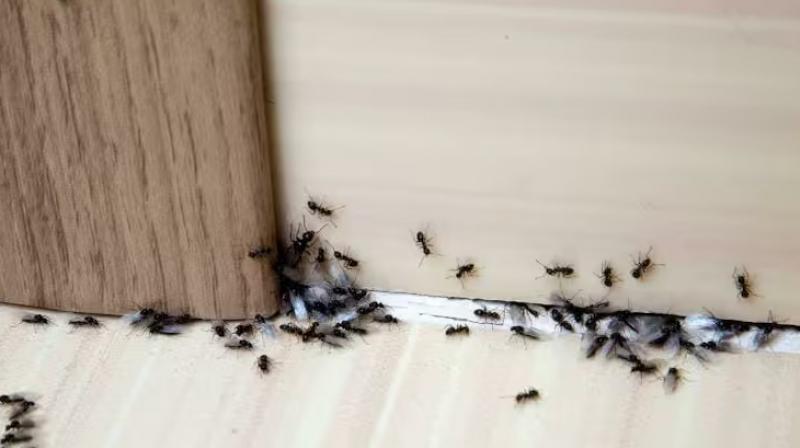 Health News : Rain insects can make you sick, Follow these 6 home remedies to repel insects