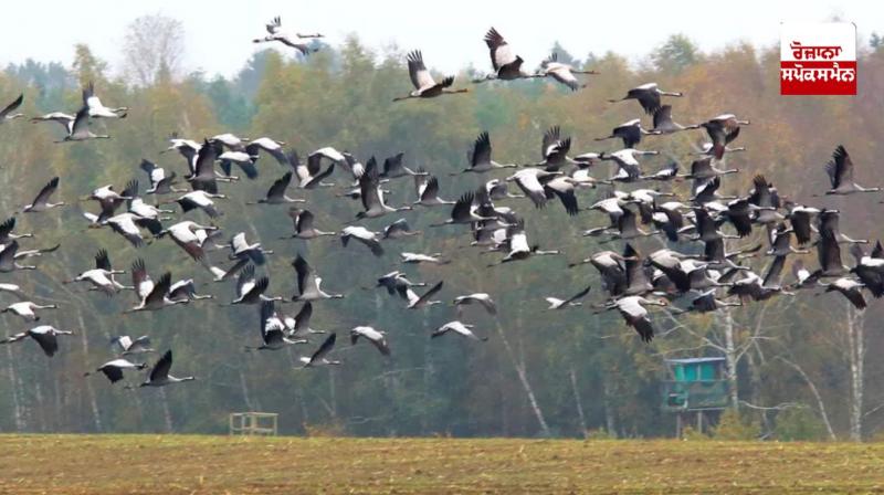 Migratory birds from different countries started arriving in Keshopur Chambha