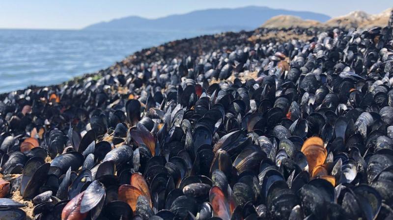 Crushing heat wave in Pacific Northwest and Canada cooked shellfish alive by the millions