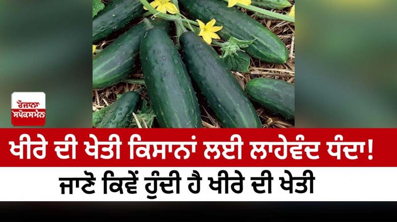 Cucumber farming is a profitable business for farmers