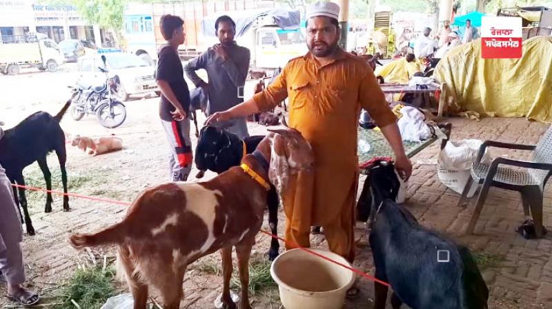 A goat worth one and a half lakhs, 'Allah Rakh', arrived at Malerkotla cattle market