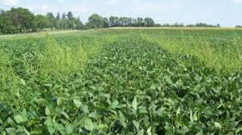 July month is suitable for cattle fodder crop