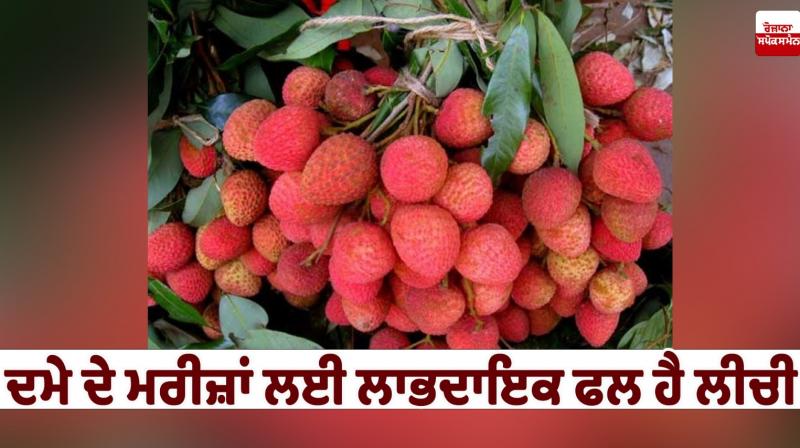 Lychee is a beneficial fruit for asthma patients Health News in punjab 